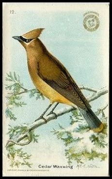 12 Cedar Waxwing